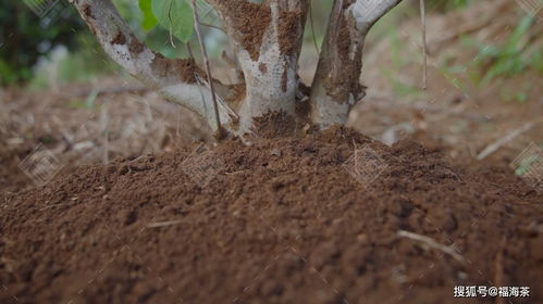 2021 福海頂級信譽產品榮耀上市